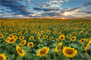 A field of sunflowers